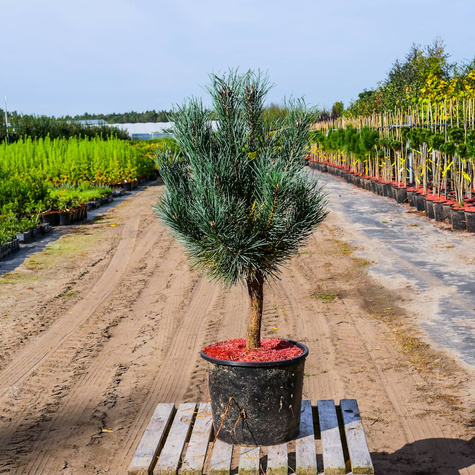 Sosna zwyczajna Watereri
