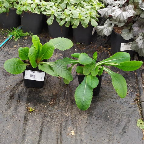 Pierwiosnek wyniosły (C2)