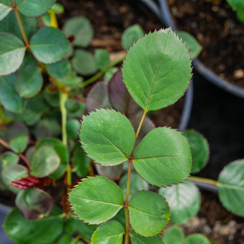 Róża wielkokwiatowa CEGLASTA
