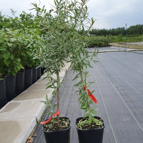 Rokitnik pospolity Friesdorfer Orange samopylny (C2)