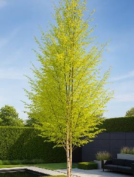 Brzoza brodawkowata Golden Obelisk (C2)