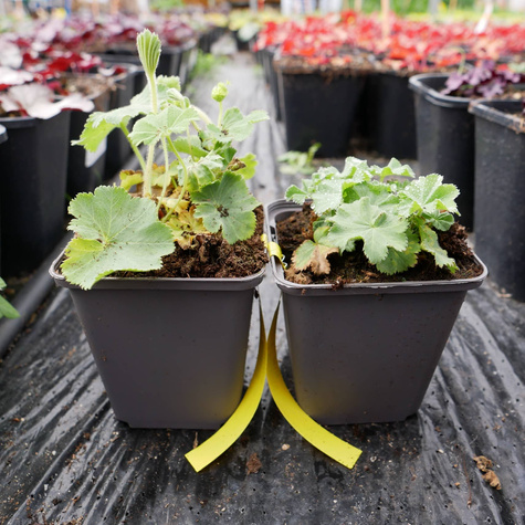 Przywrotnik ostroklapowy Płaszcz Matki Boskiej (C2)