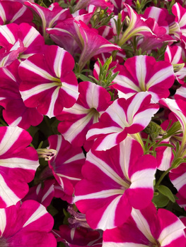 Surfinia Peppy Hot Pink różowo-biała