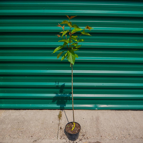 Wiśnia piłkowana Kanzan na pniu