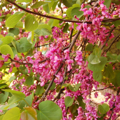 Judaszowiec wschodni (C2)