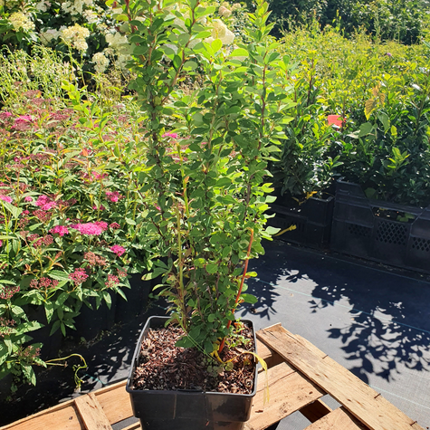 Berberys Thunberga Powwow (C2)