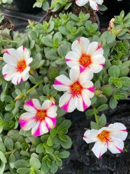 Portulaka zwisająca biało-purpurowa