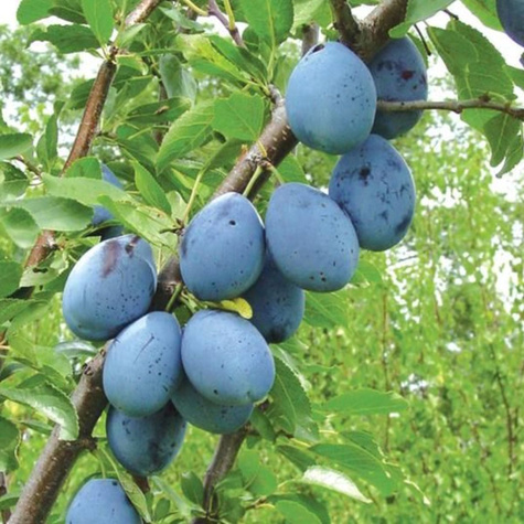 Śliwa Record Plant Pack
