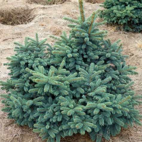 Świerk kłujący Waldbrunn ((P9)