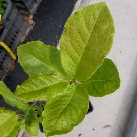 Magnolia gwieździsta Stellata (P9)