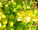 Berberys thunberga Dual Jewel