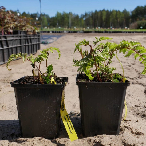 Wietlica japońska Paproć Red Beauty (C2)