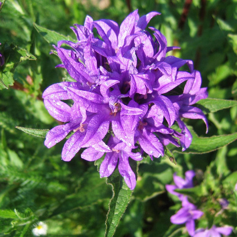 Dzwonek skupiony Acaulis (C2)