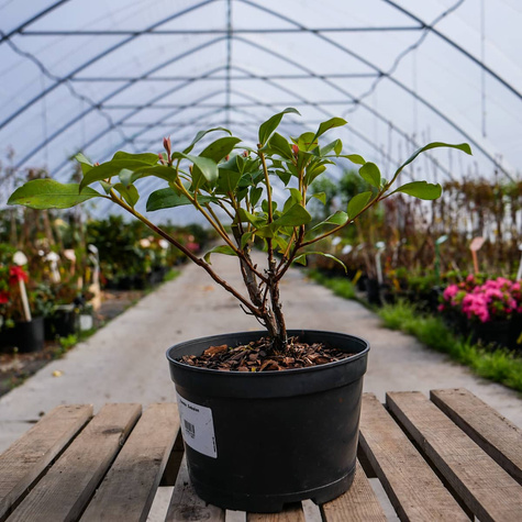 Kalmia szerokolistna Zebulon (C2)