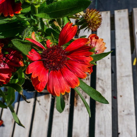 Gailardia oścista Dzianwa Mesa Red (C2)
