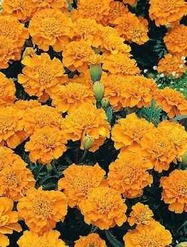 Aksamitka rozpierzchła pełna Petite Orange 1g