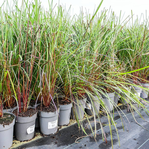 Miskant chiński Purple Fall (C2)