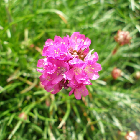 Zawciąg nadmorski Splendens (C2)