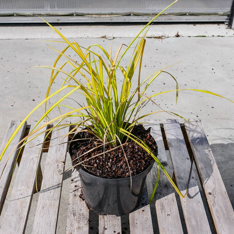 Turzyca sztywna Bowles Golden (C2)