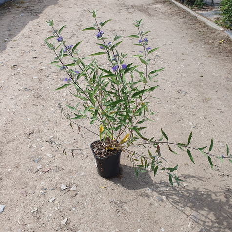 Barbula klandońska Heavenly Blue (C2)