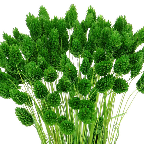 Trawa ozdobna- Kanar 2g Polan