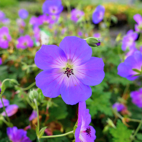 Bodziszek Azure Rush (C2)