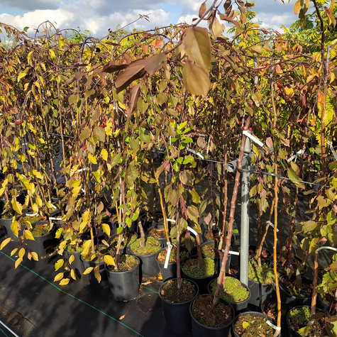 Jabłoń ozdobna purpurowa Pendula