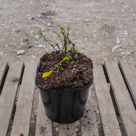 Pięciornik krzewiasty Hopley's Orange (C2)