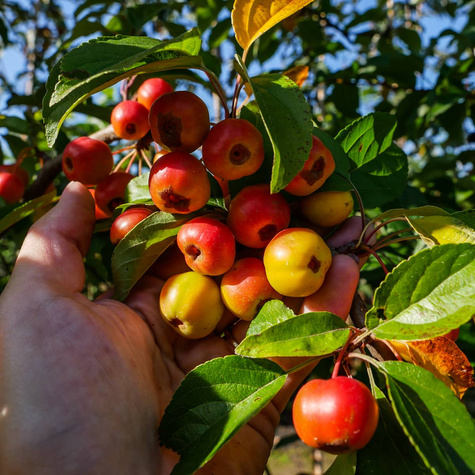 Jabłoń ozdobna Profesor Sprenger (obw. 6-8cm)
