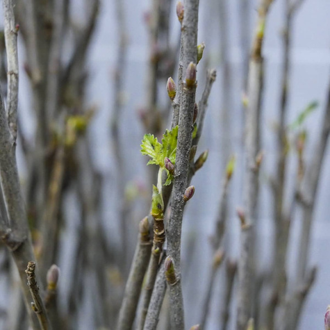 Porzeczka biała z Joteborg Plant Pack