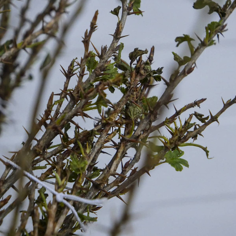 Agrest czerwony Kamieniar na pniu Plant Pack