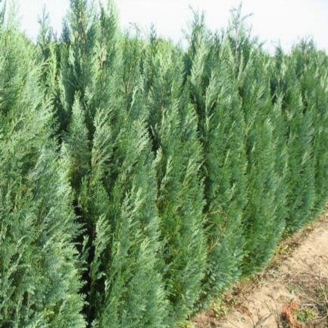 Cyprysik lawsona Columnaris