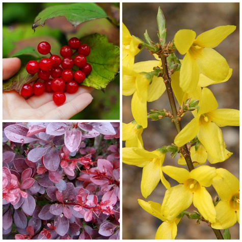 Zestaw Kolorowy Żywopłot Wiosenny Plant Pack