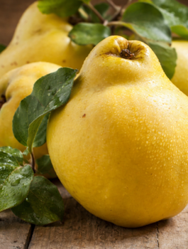 Pigwa Aromatyczna Do Herbaty Plant Pack