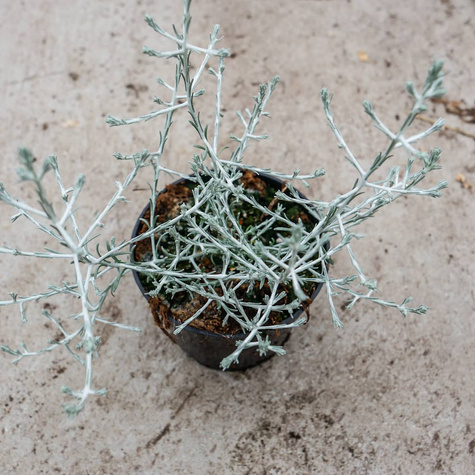 Drutowiec Calocephalus Silver Bush