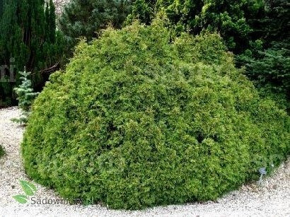 Żywotnik zachodni Tuja Thuja Recurva Nana
