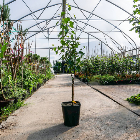 Brzoza kolumnowa Fastigiata