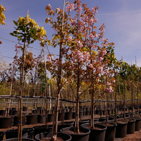 Wiśnia piłkowana Kanzan obw. 2-4cm