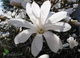 Magnolia w odmianach