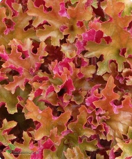 Żurawka ogrodowa Ginger Peach (C2)