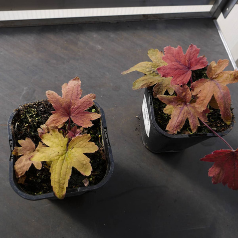 Żuraweczka Sweet Tea (C2)