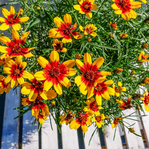 Nachyłek okółkowy Coreleone Red and Yellow (C2)
