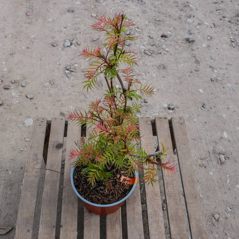 Tawlina jarzębolistna SEM Miododajna (C2)