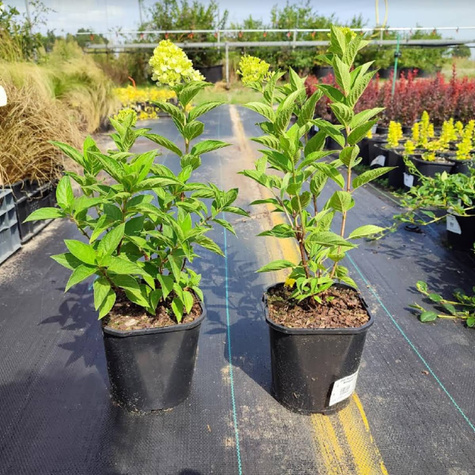 Mini Hortensja bukietowa Gardenlights Redlight obficie kwitnąca (C2)