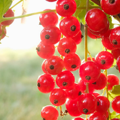 Porzeczka czerwona Maraton na pniu w doniczce