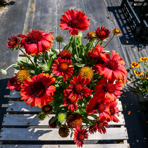 Gailardia oścista Dzianwa Arizona Red Shades (C2)