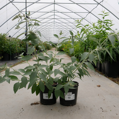 Budleja Dawida Lochinch (C2)