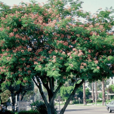 Albicja jedwabne drzewo Rosea (C2)
