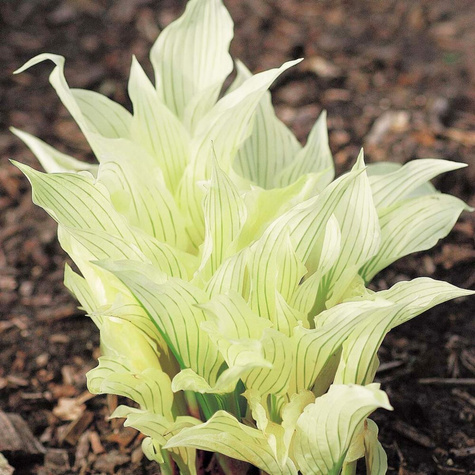 Funkia ogrodowa White Feather Hosta (C2)