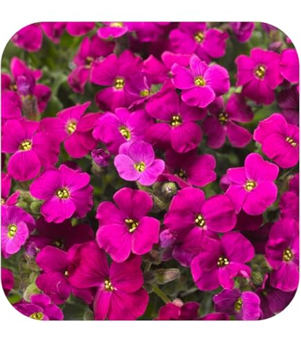 Żagwin ogrodowy Chianti